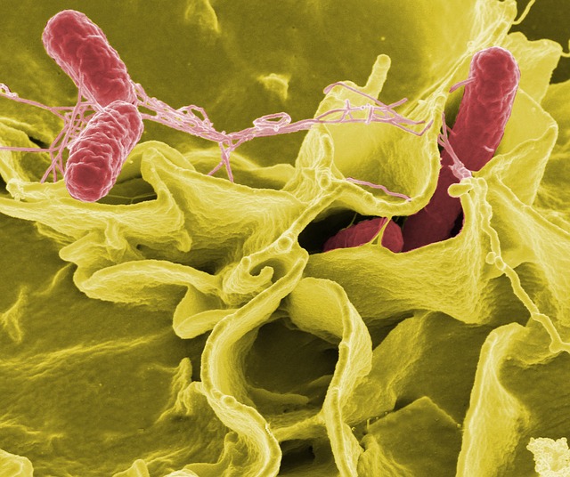 bacterie-salmonelle-salmonellose