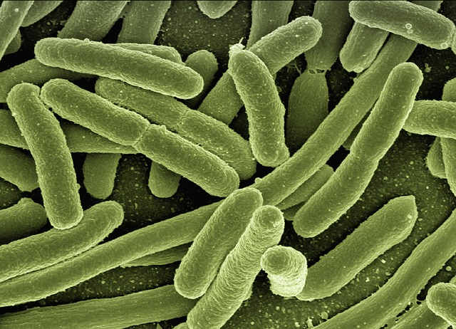 escheria-coli.jpg